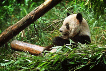 Un panda qui mange