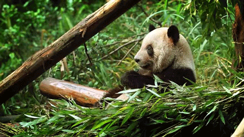 Un panda qui mange