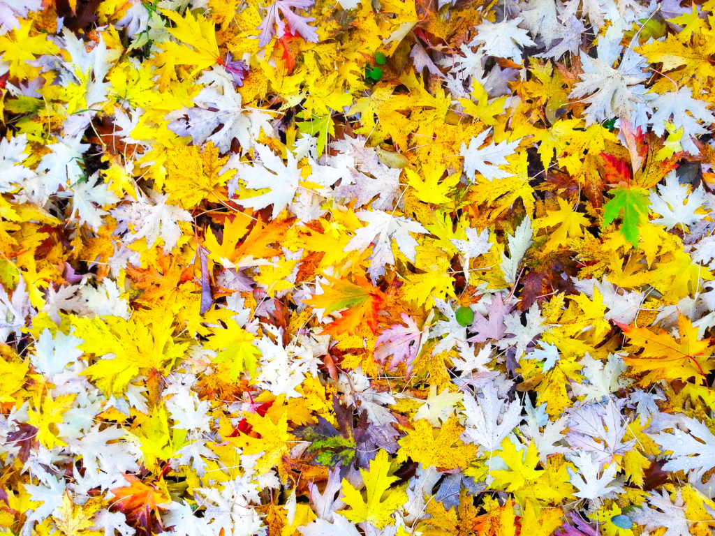 Phoneographie - Tapis de feuilles mortes