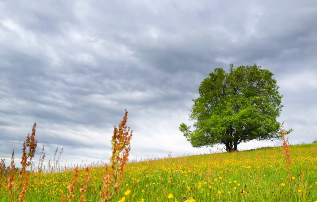 Arbre solitaire dans un champs