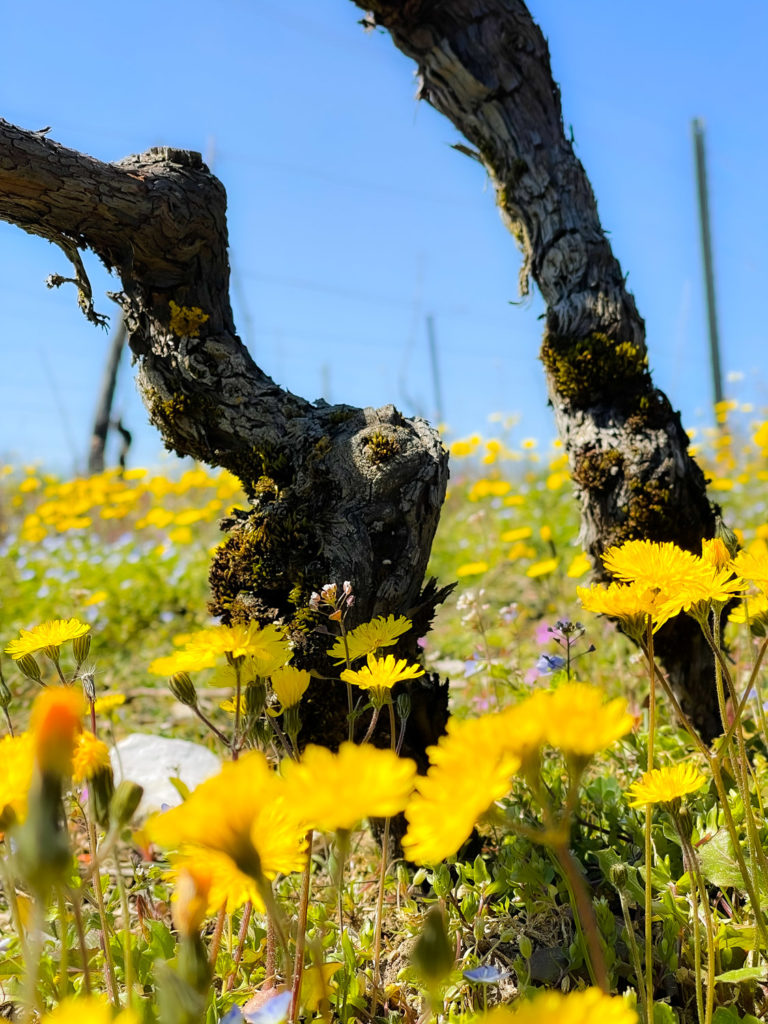 Pieds de vigne