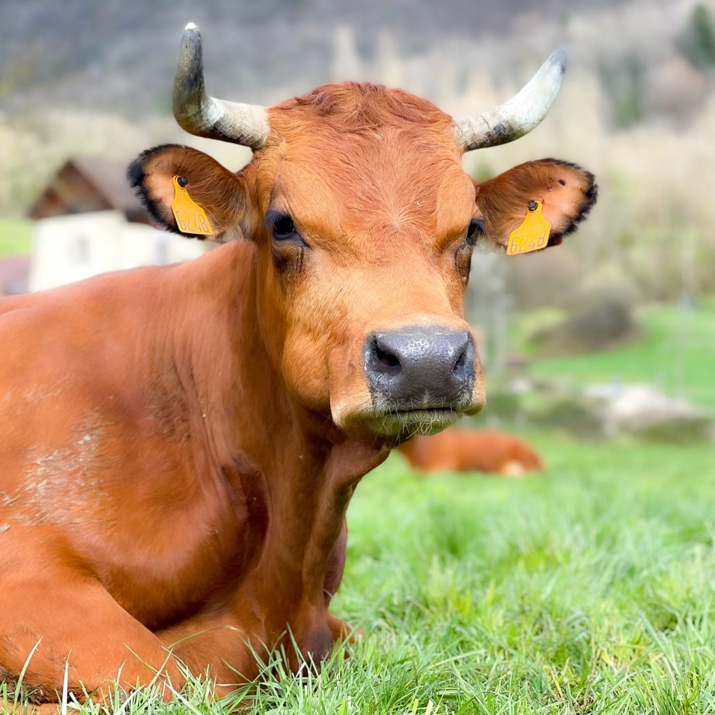 Portrait d'une vache