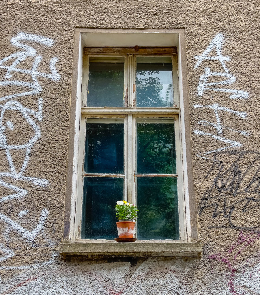 Fleur en pot sur le rebord d'une fenêtre