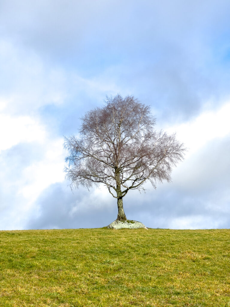 Arbre solitaire en Aubrac