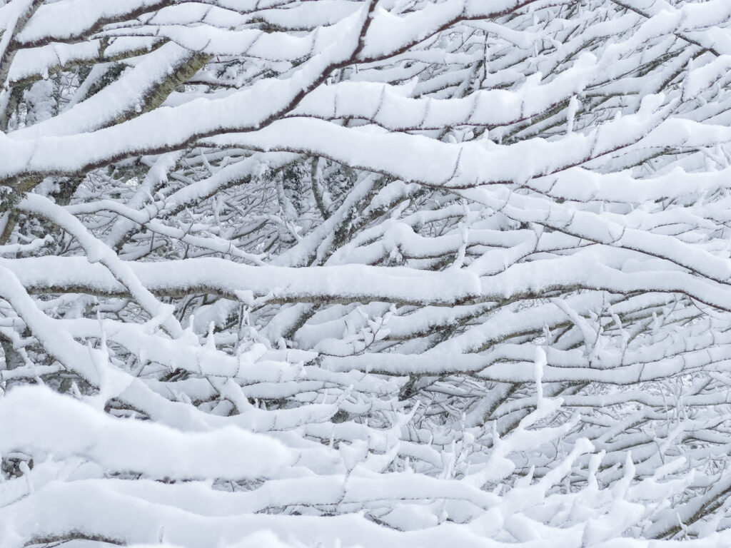 Branches sous le neige