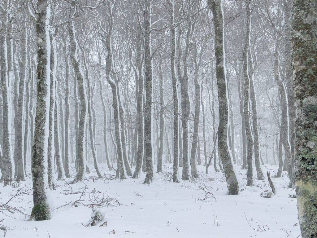 Forêt sous la neige en Aubrac