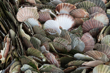 Coquilles St Jacques