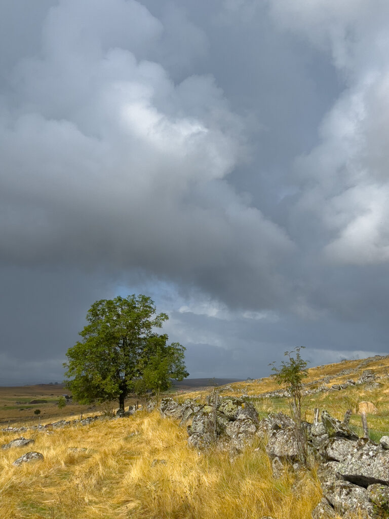 Arbre le long d'un mur en pierre en Aubrac