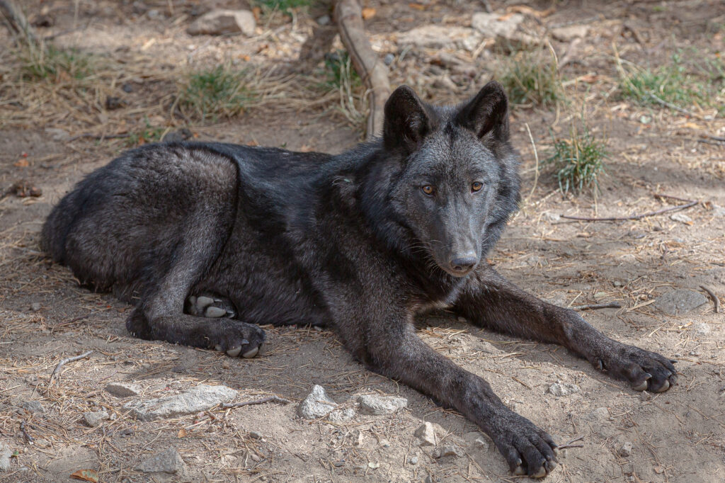 Loup noir du Gévaudan