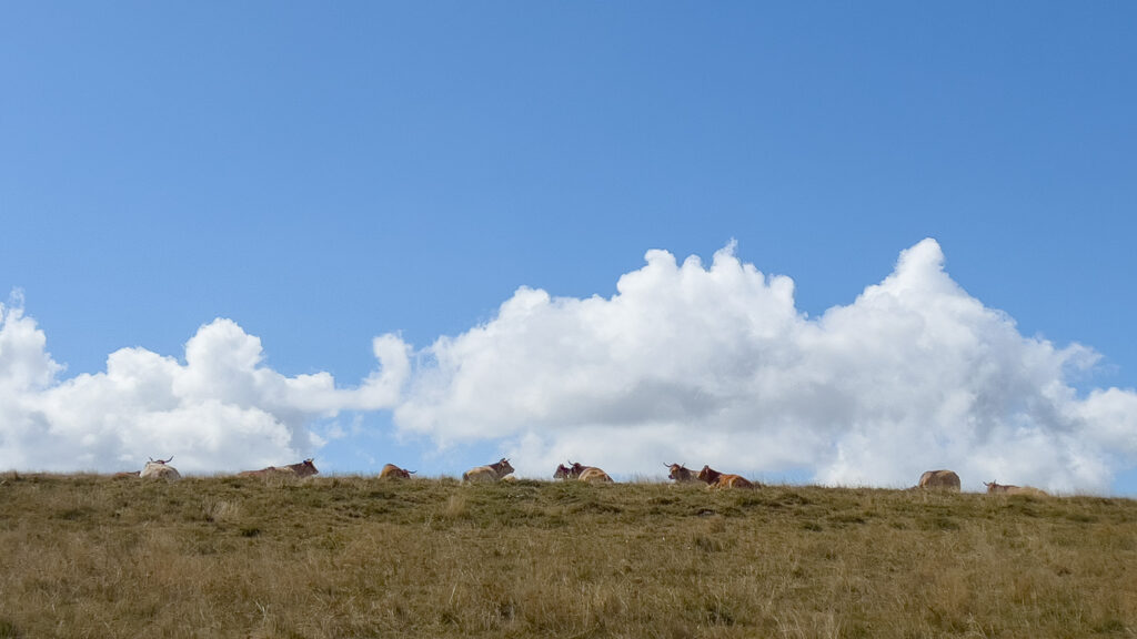 Vaches de l'Aubrac couchées au soleil