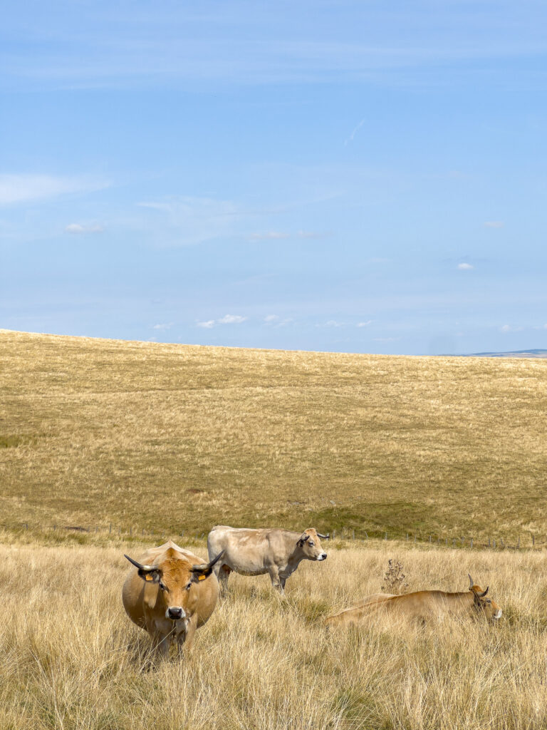 Vaches dans les Monts de l'Aubrac