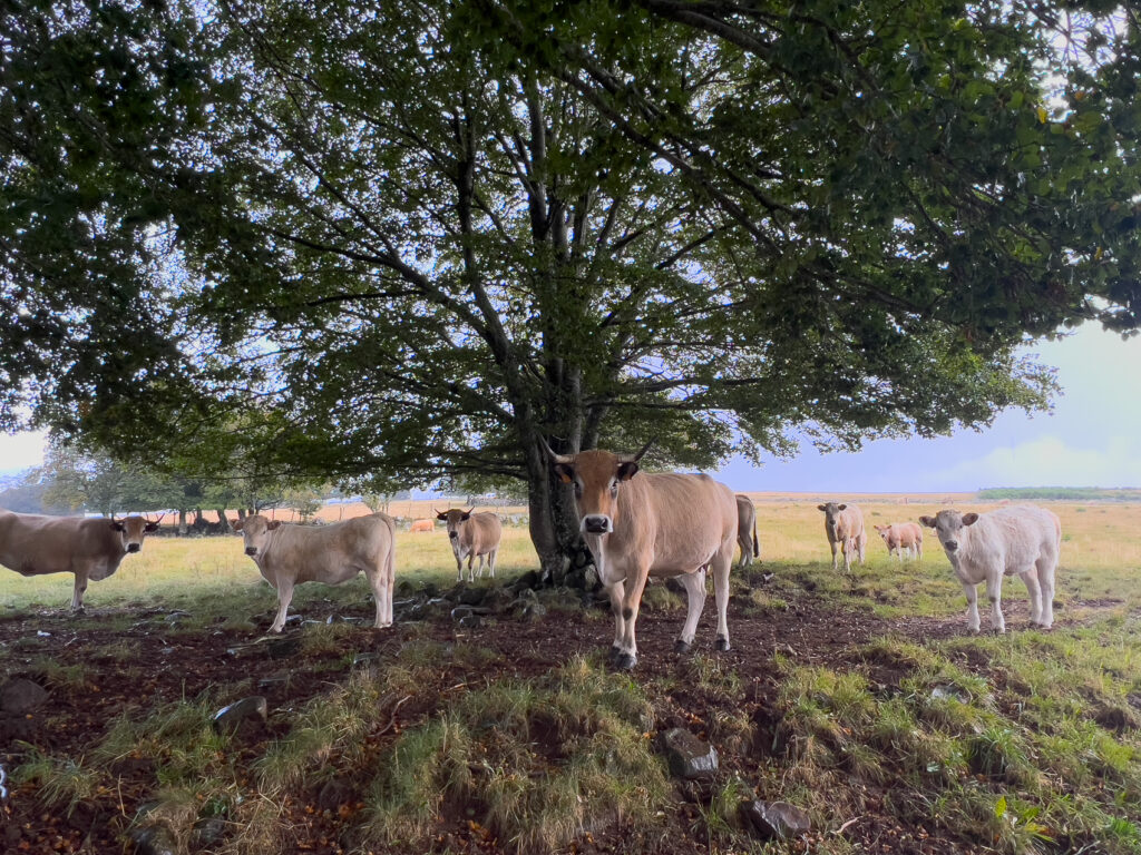 Vaches de l'Aubrac sous un arbre