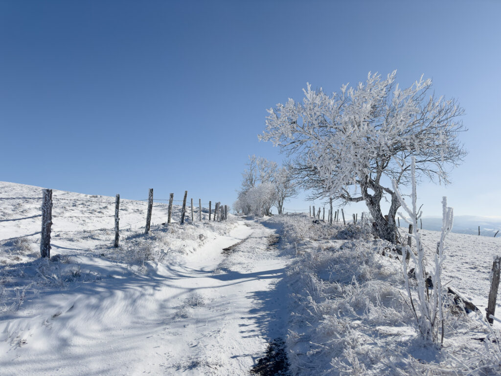 Chemin enneigé sur le plateau du Cézallier